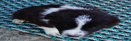 Border Collie dogs for sale: ASHTON - Ad 3