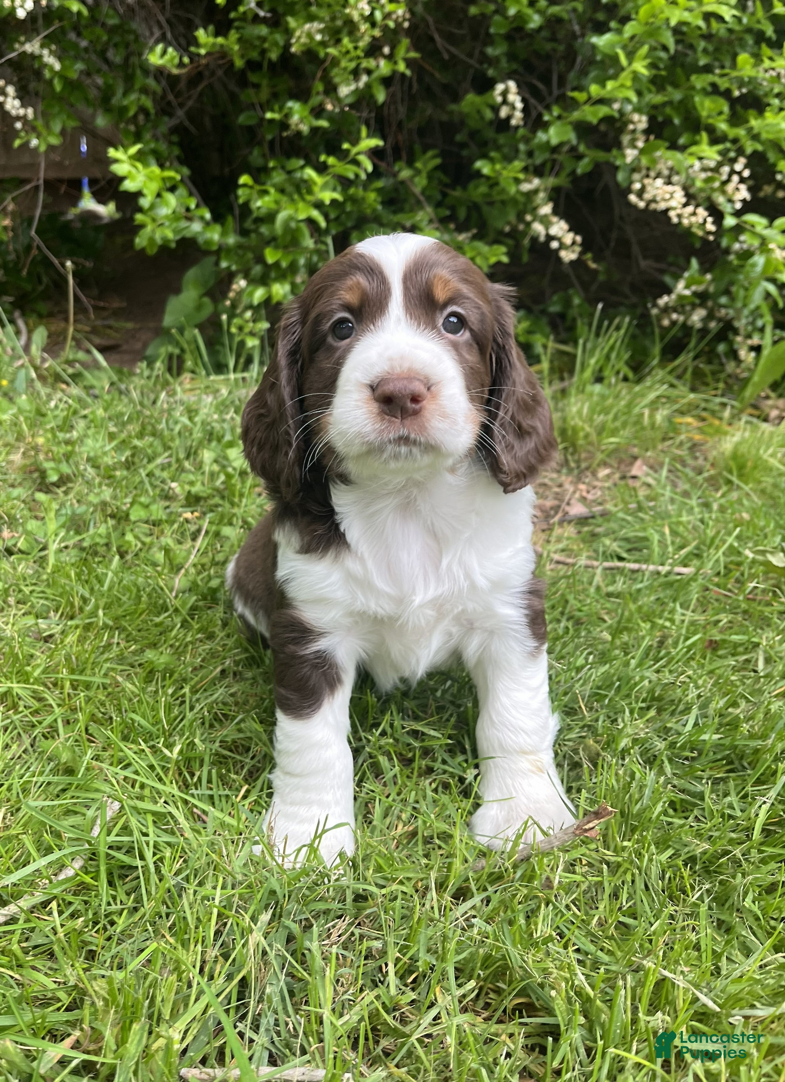 English Springer Spaniel dogs Syrup - Ad 33