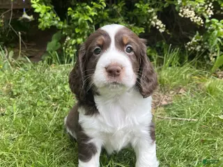 English Springer Spaniel dogs Syrup - Ad 33