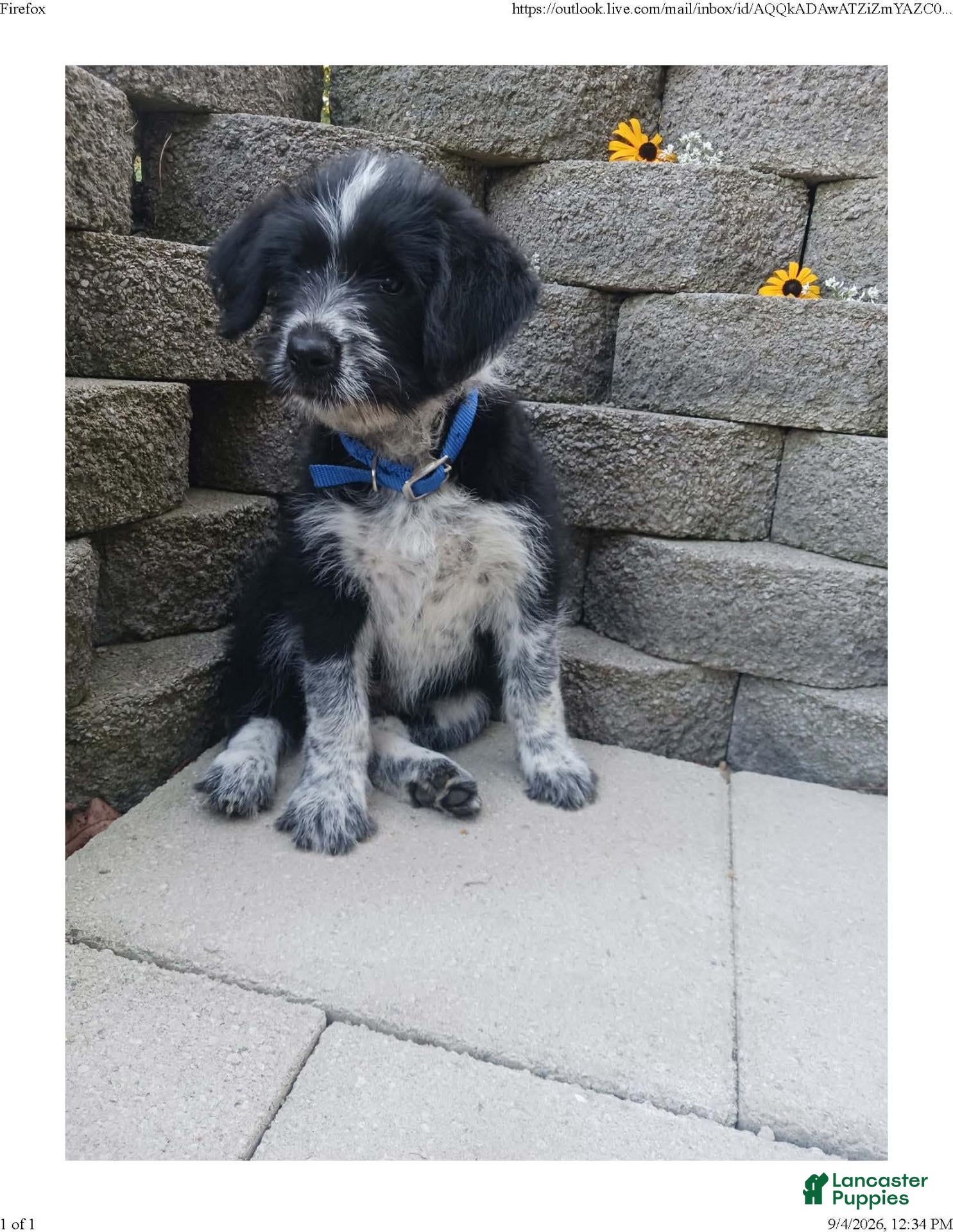 Mixed Breed dogs Butchie - Ad 2