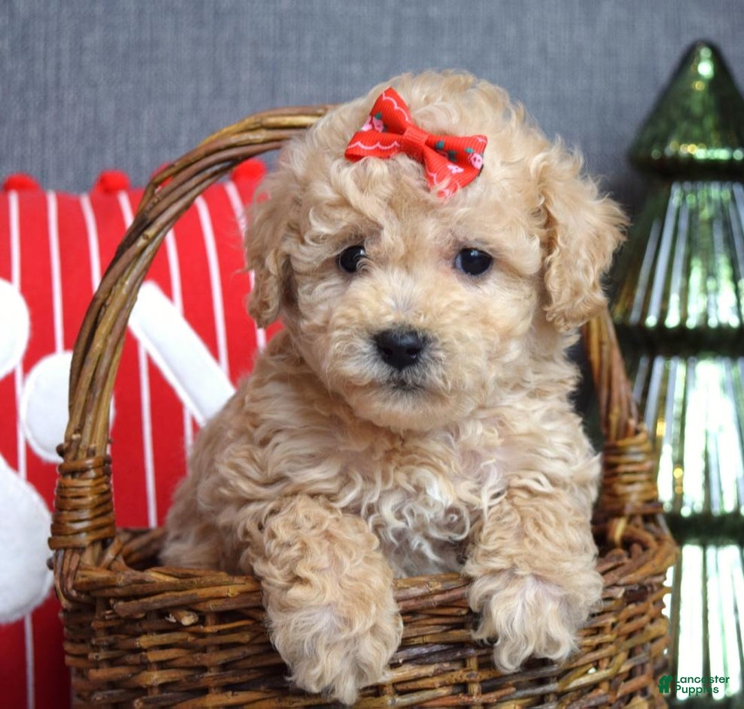Miniature Poodle dogs for sale: Snowflake  - Ad 9