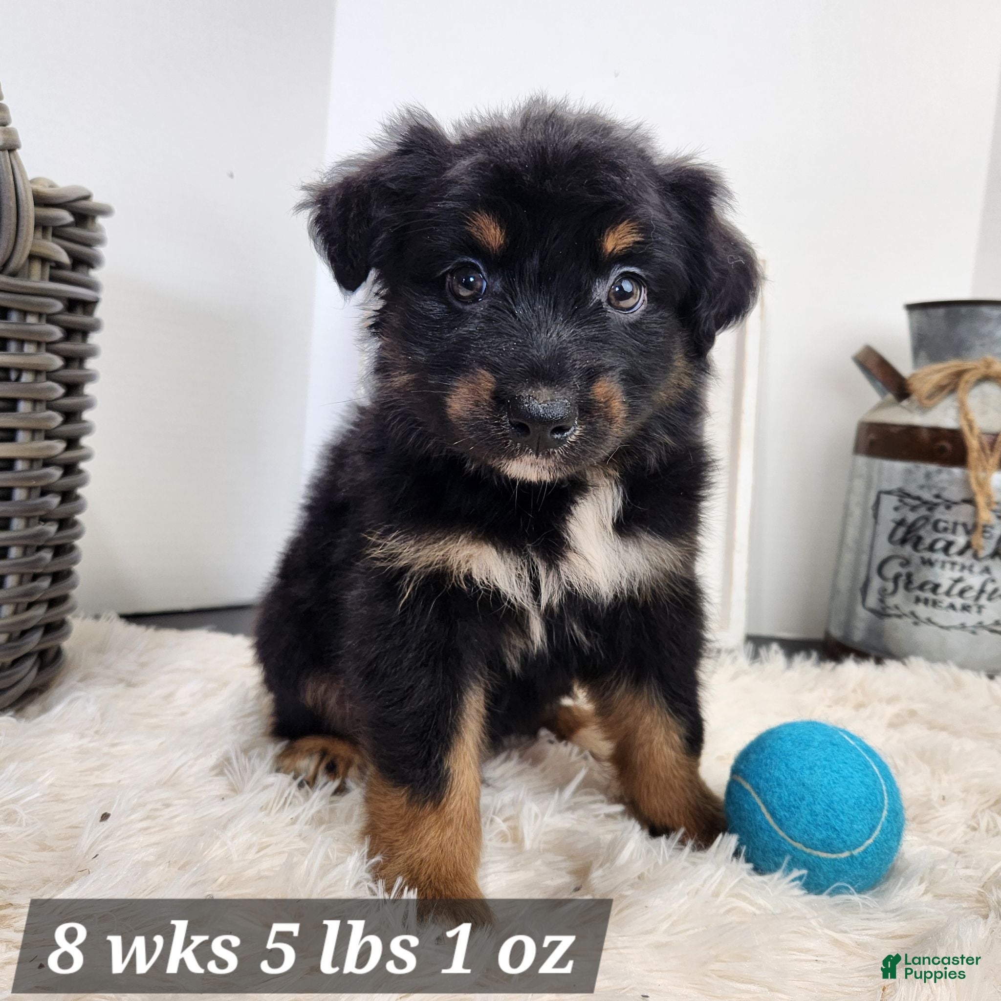 Australian Shepherd dogs Australian Shepherd 2 - Ad 23