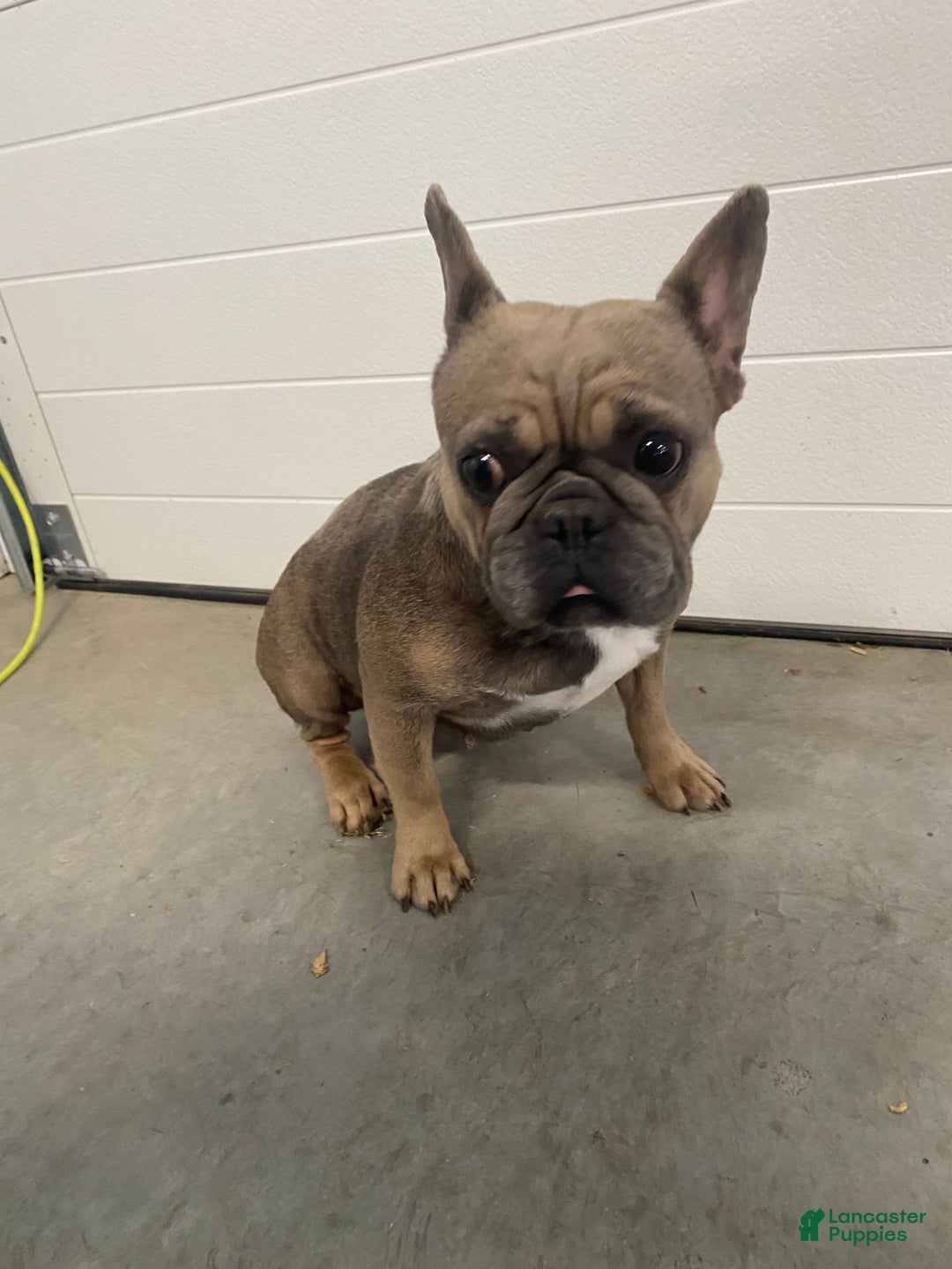 French Bulldog dogs for sale: Laken - Ad 15