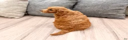 Mini Goldendoodle dogs for sale: Amber - Ad 6