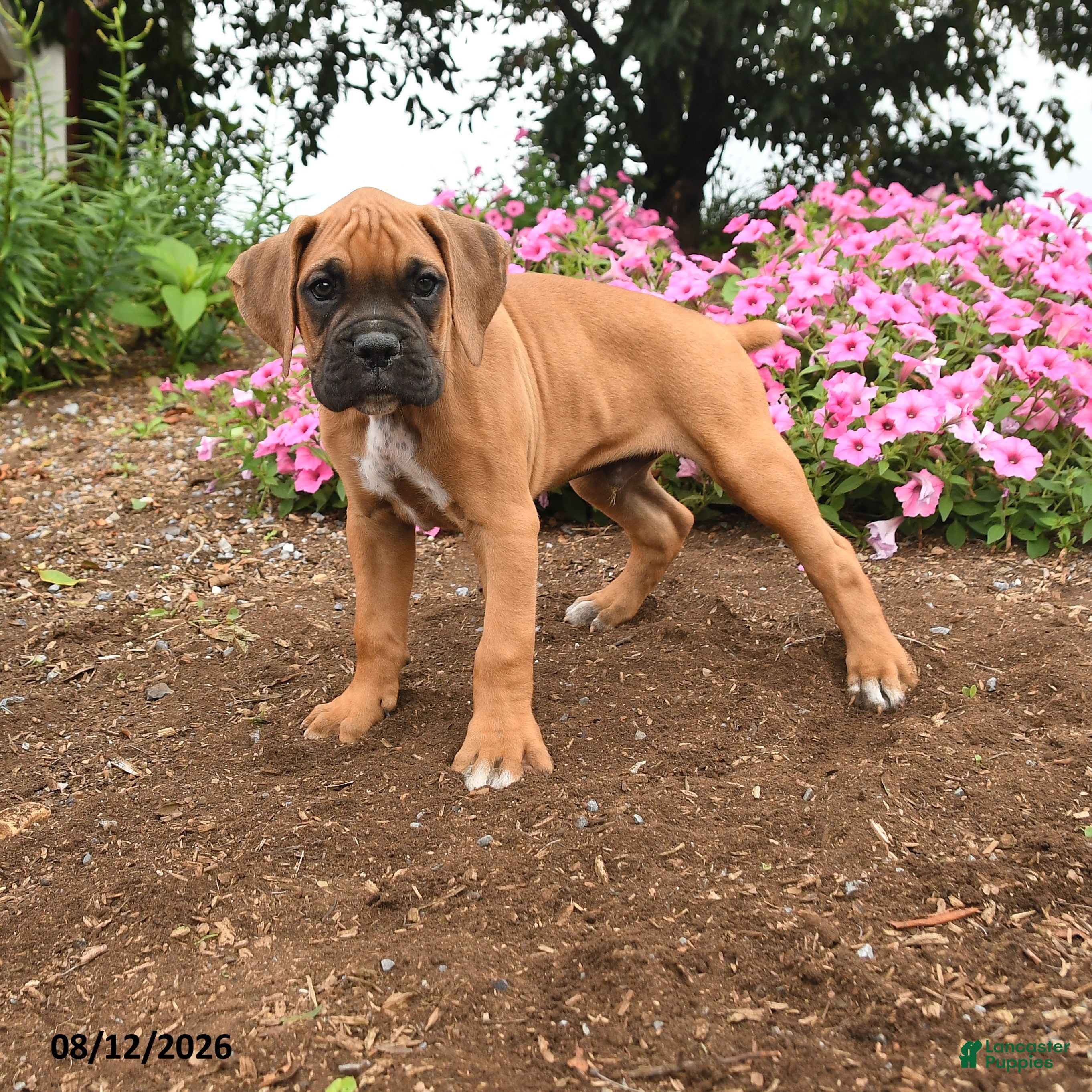 Boxer dogs Titan - Ad 1