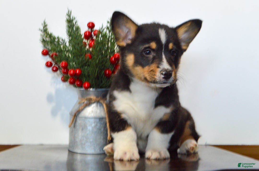 Welsh Corgi Pembroke dogs for sale: Jax - Ad 3