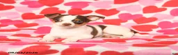 Chihuahua dogs for sale: Peanut  - Ad 4