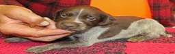 German Shorthaired Pointer dogs for sale: German Shorthaired Pointer Puppy 4 - Ad 1