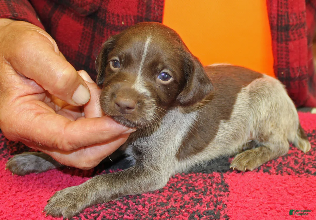 German Shorthaired Pointer dogs for sale: German Shorthaired Pointer Puppy 4 - Ad 1