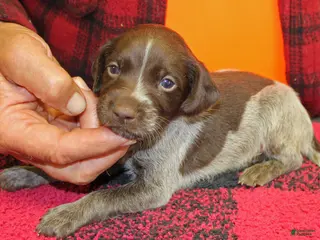 German Shorthaired Pointer dogs for sale: German Shorthaired Pointer Puppy 4 - Ad 3