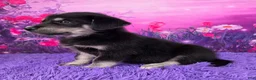 Goberian dogs for sale: Oscar - Ad 3