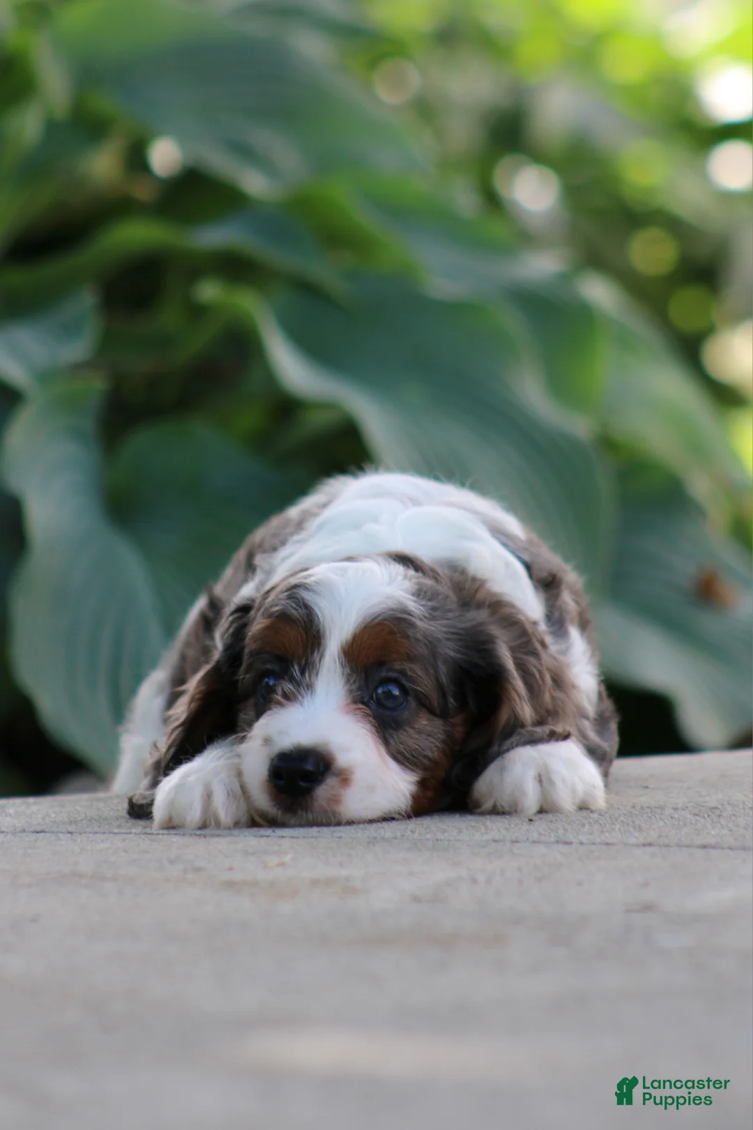 Cavapoo dogs for sale: Chloe - Ad 2