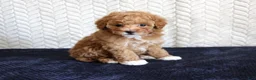 Toy Poodle dogs for sale: Summer - Ad 3