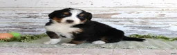 Bernese Mountain Dog dogs for sale: Mystic - Ad 1