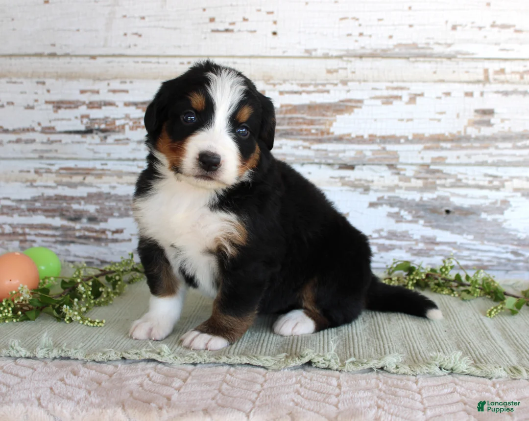 Bernese Mountain Dog dogs for sale: Mystic - Ad 1