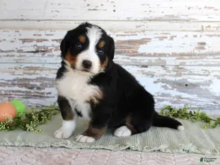 Bernese Mountain Dog dogs Mystic - Ad 7