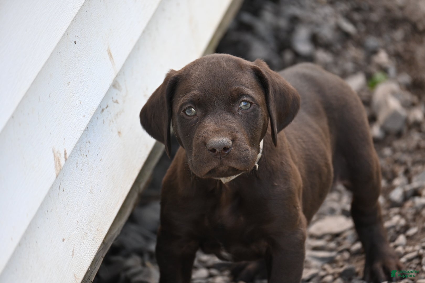 German Shorthaired Pointer dogs Beauty - Ad 2