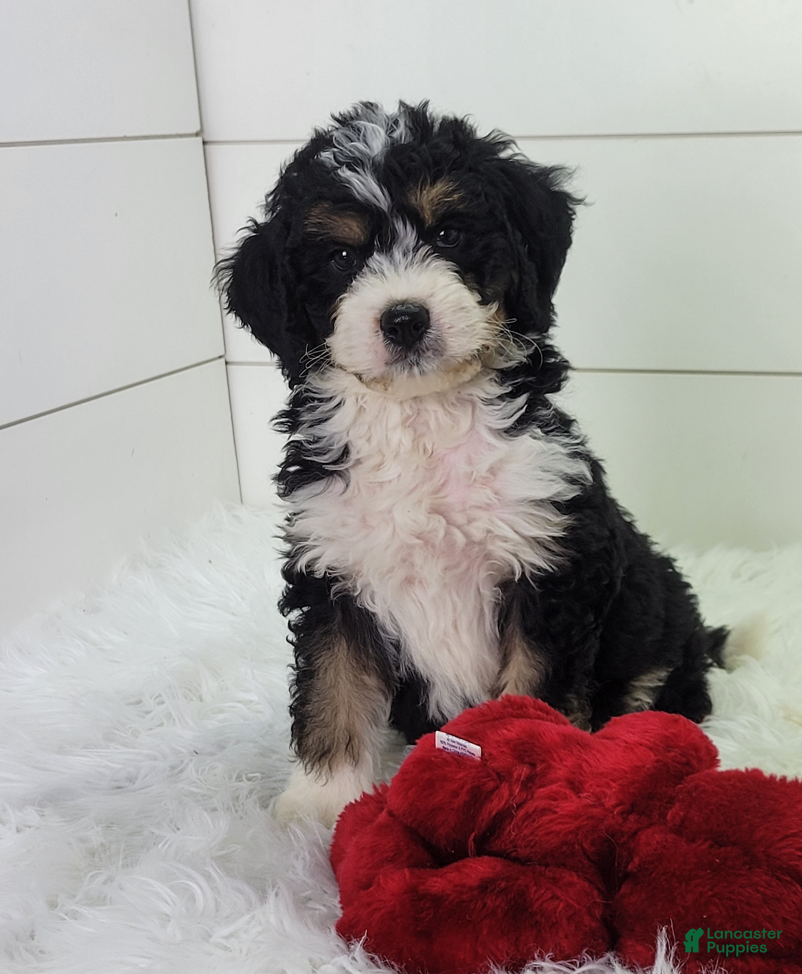 Bernedoodle dogs Chase - Ad 41