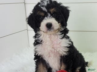 Bernedoodle dogs Chase - Ad 41