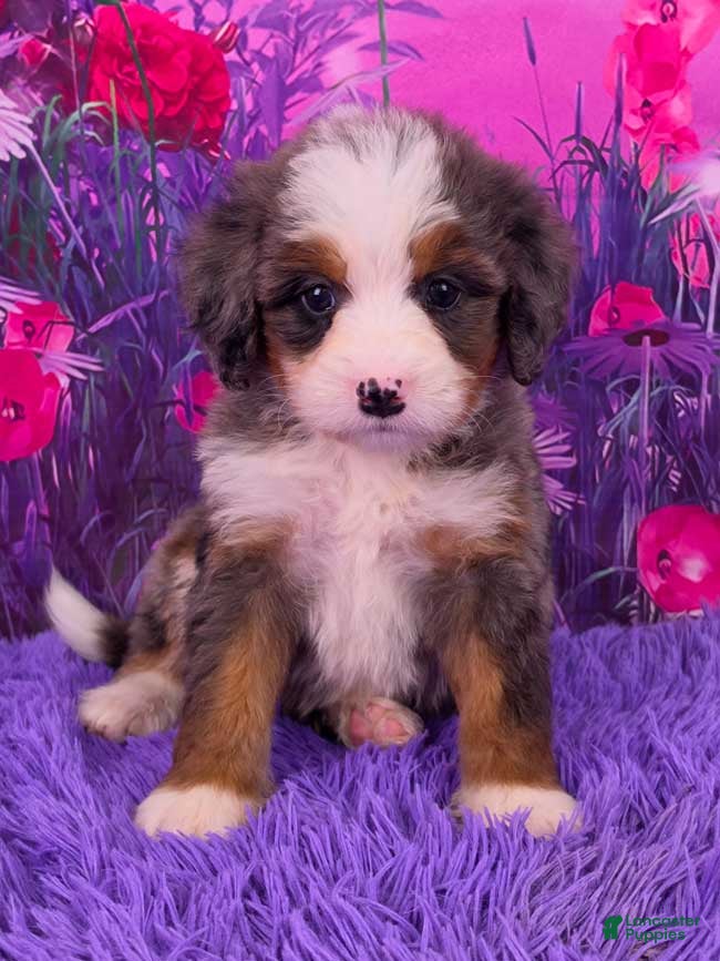 Mini Bernedoodle dogs Keegan - Ad 1