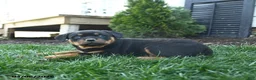 Rottweiler dogs for sale: Clover - Ad 5
