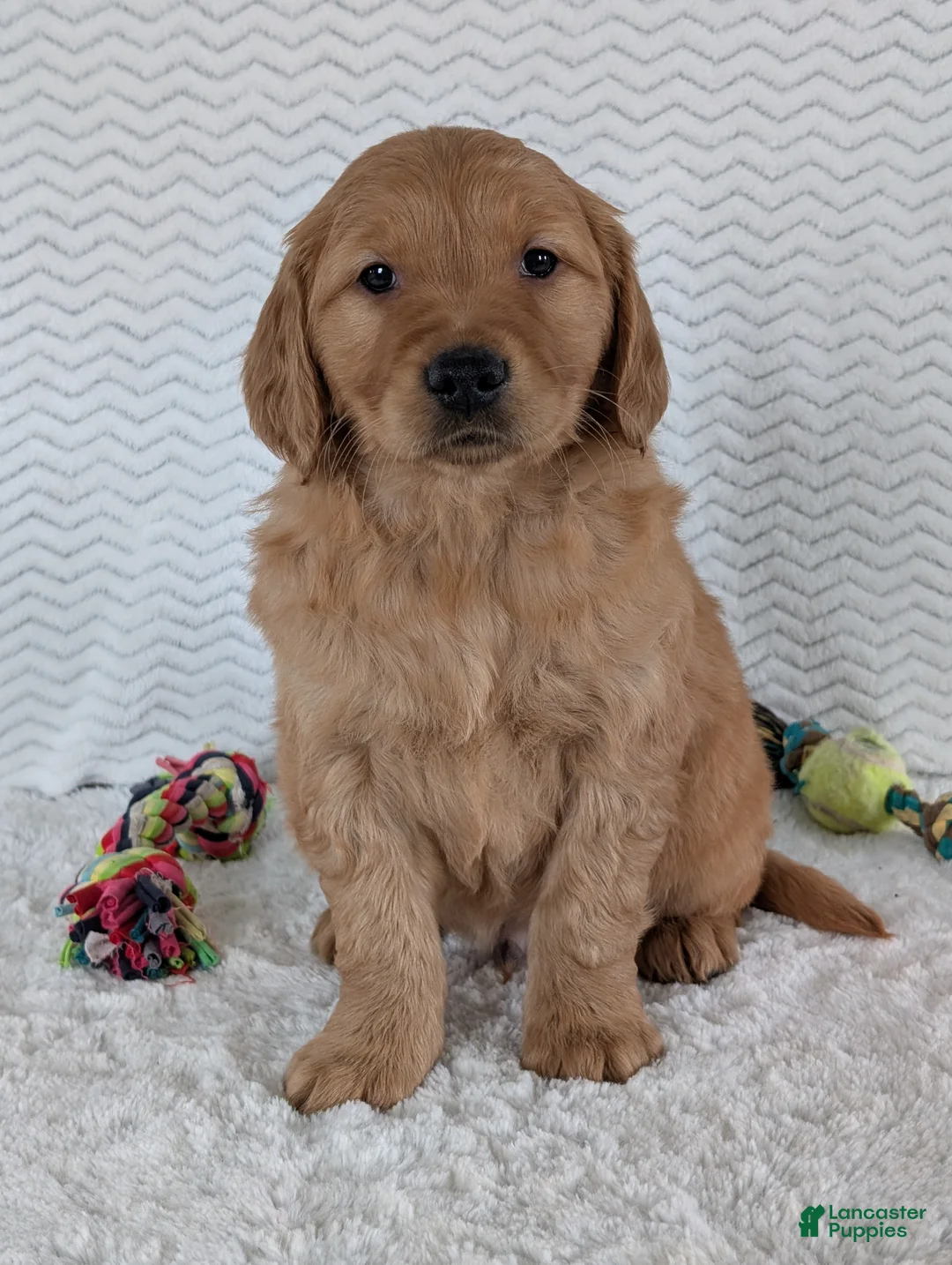 Golden Retriever dogs for sale: Brady - Ad 2