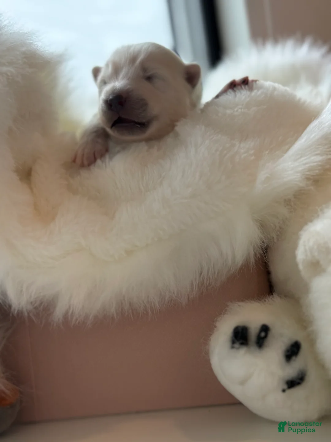 Samoyed dogs for sale: Light Blue - Ad 6
