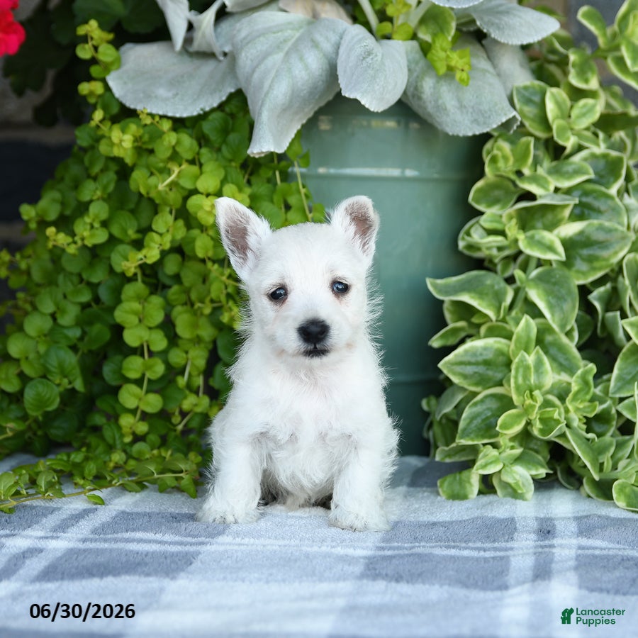 West Highland Terrier dogs Angalyn - Ad 2