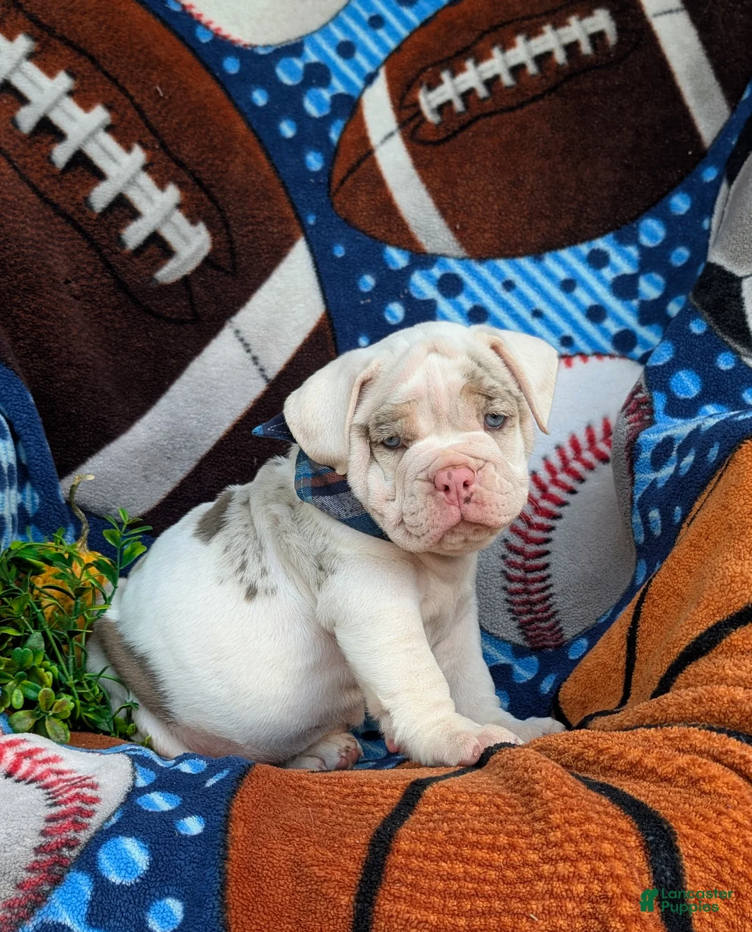 English Bulldog dogs for sale: Dunmore - Ad 1