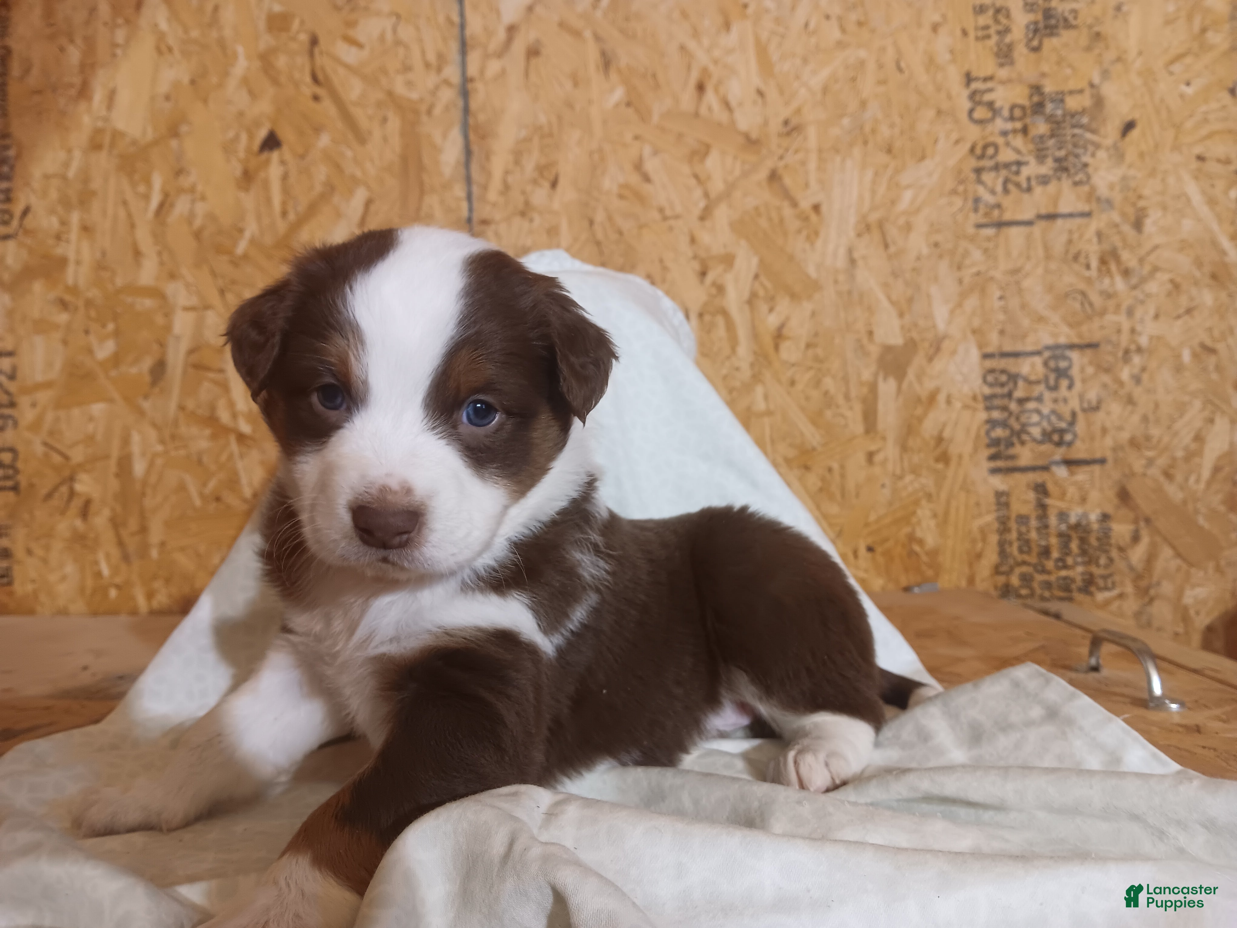 Australian Shepherd dogs for sale: Mocha - Ad 2