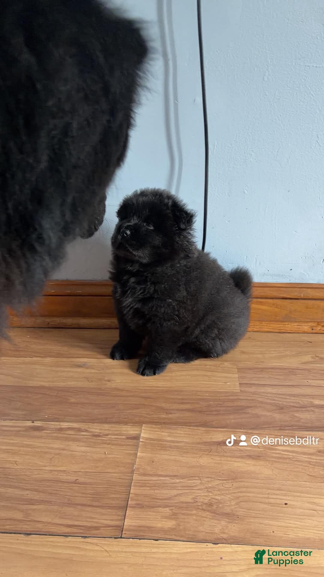 Chow Chow dogs  black 1 ( zino )  - Ad 25