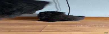  black 1 ( zino ) 