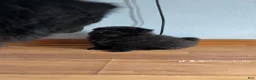 Chow Chow dogs for sale:  black 1 ( zino )  - Ad 1