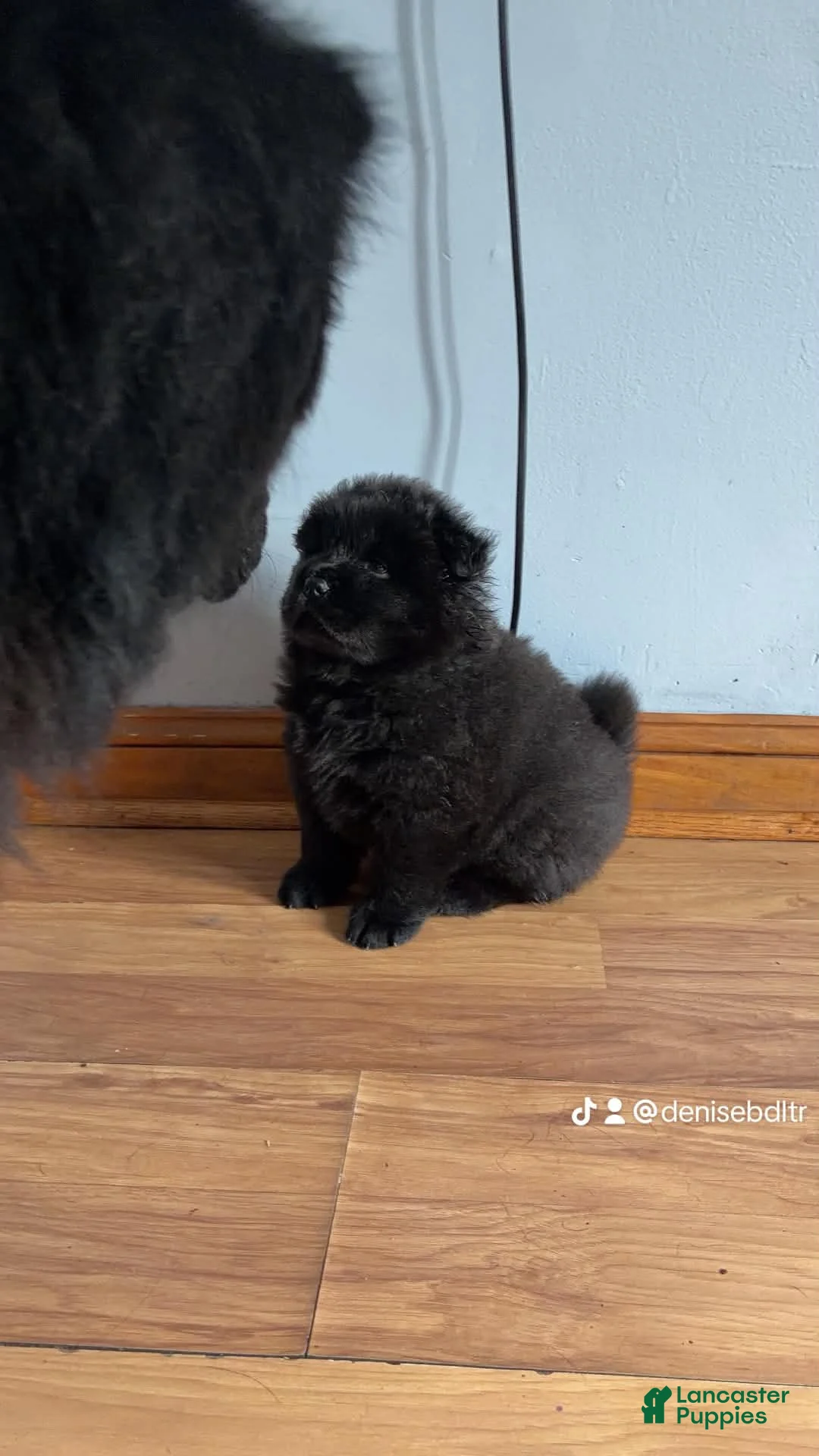 Chow Chow dogs for sale:  black 1 ( zino )  - Ad 1