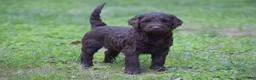 Portuguese Water Dog dogs for sale: Molly - Ad 4