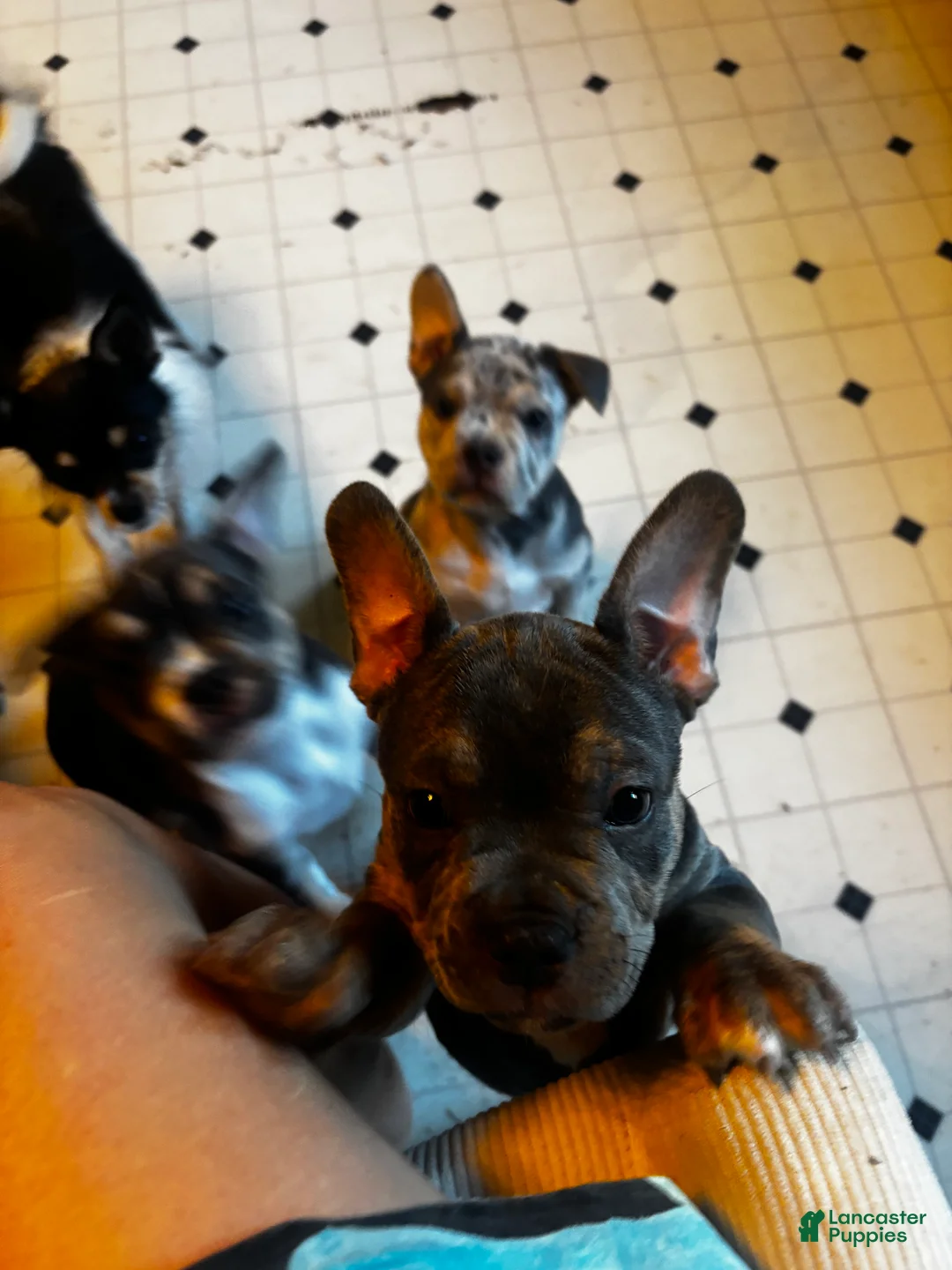 American Bully dogs for sale: Bluey  - Ad 2