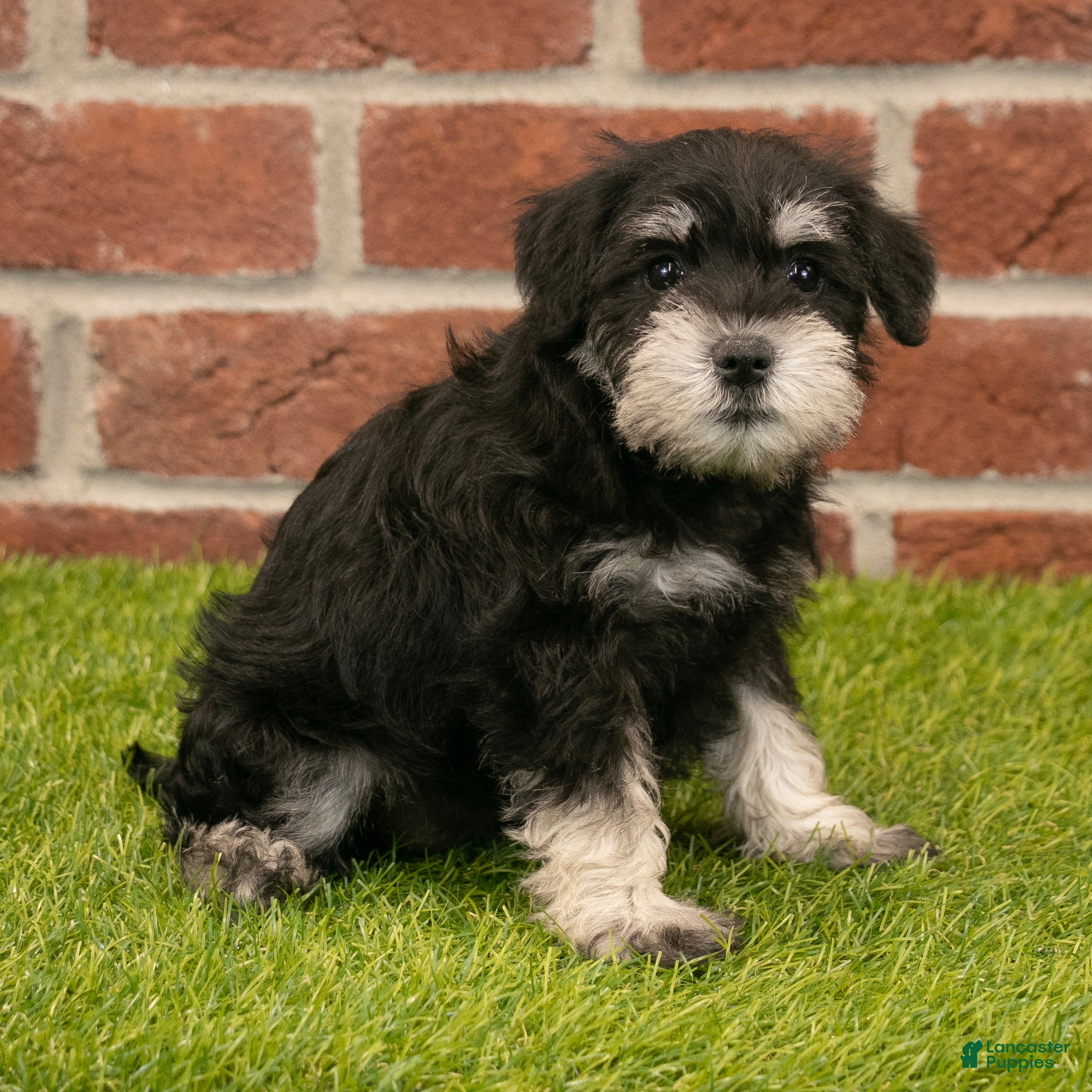 Miniature Schnauzer dogs Rachel - Ad 2