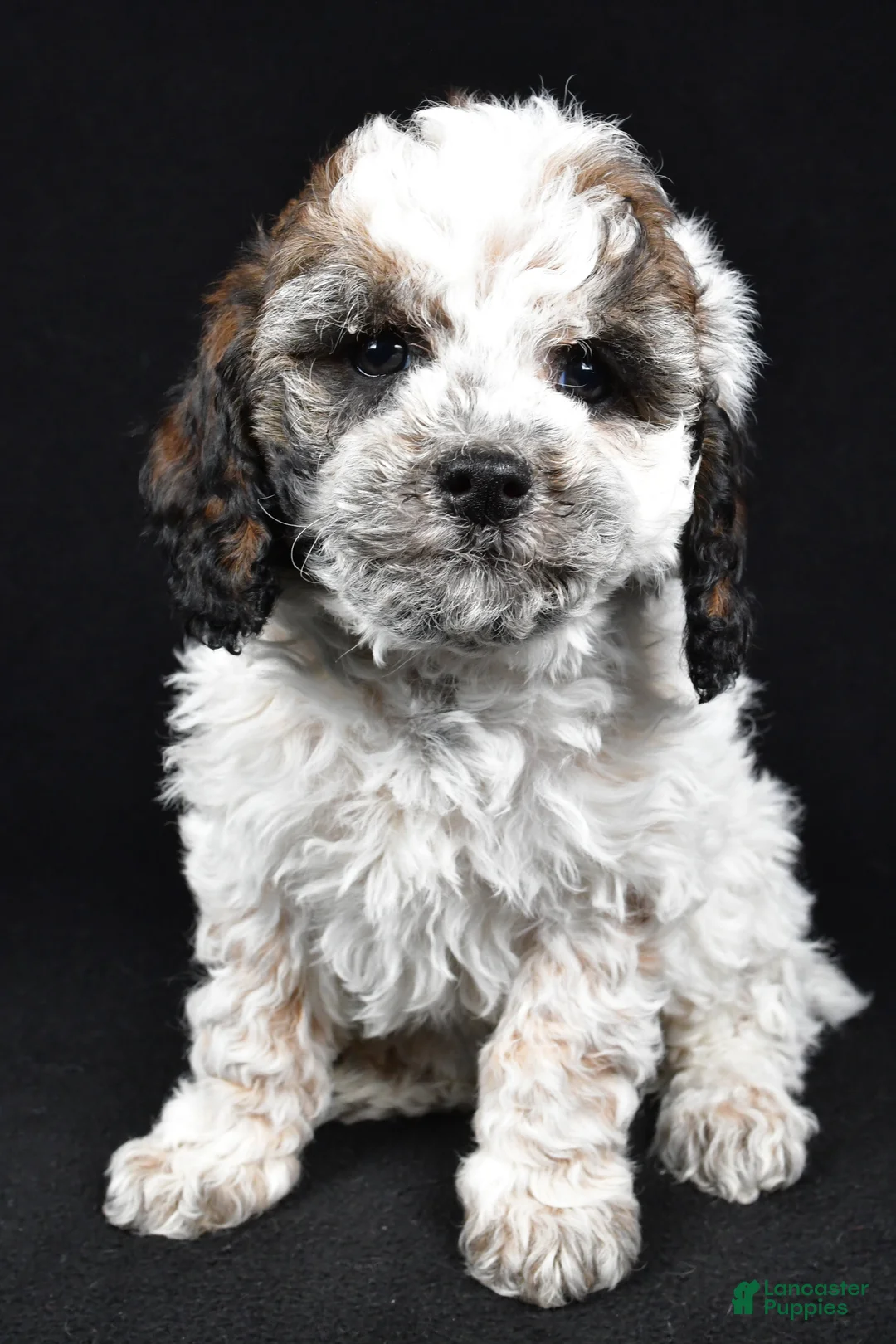 Cockapoo dogs for sale: Dixie - Ad 5