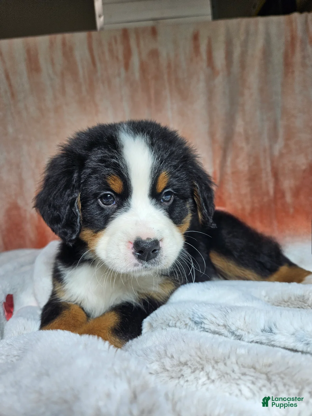 Bernese Mountain Dog dogs for sale: Cooper - Ad 8