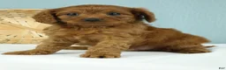 Cavapoo dogs for sale: Waffles 🧇 - Ad 8