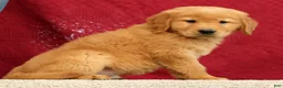 Golden Retriever dogs for sale: Quinn - Ad 4