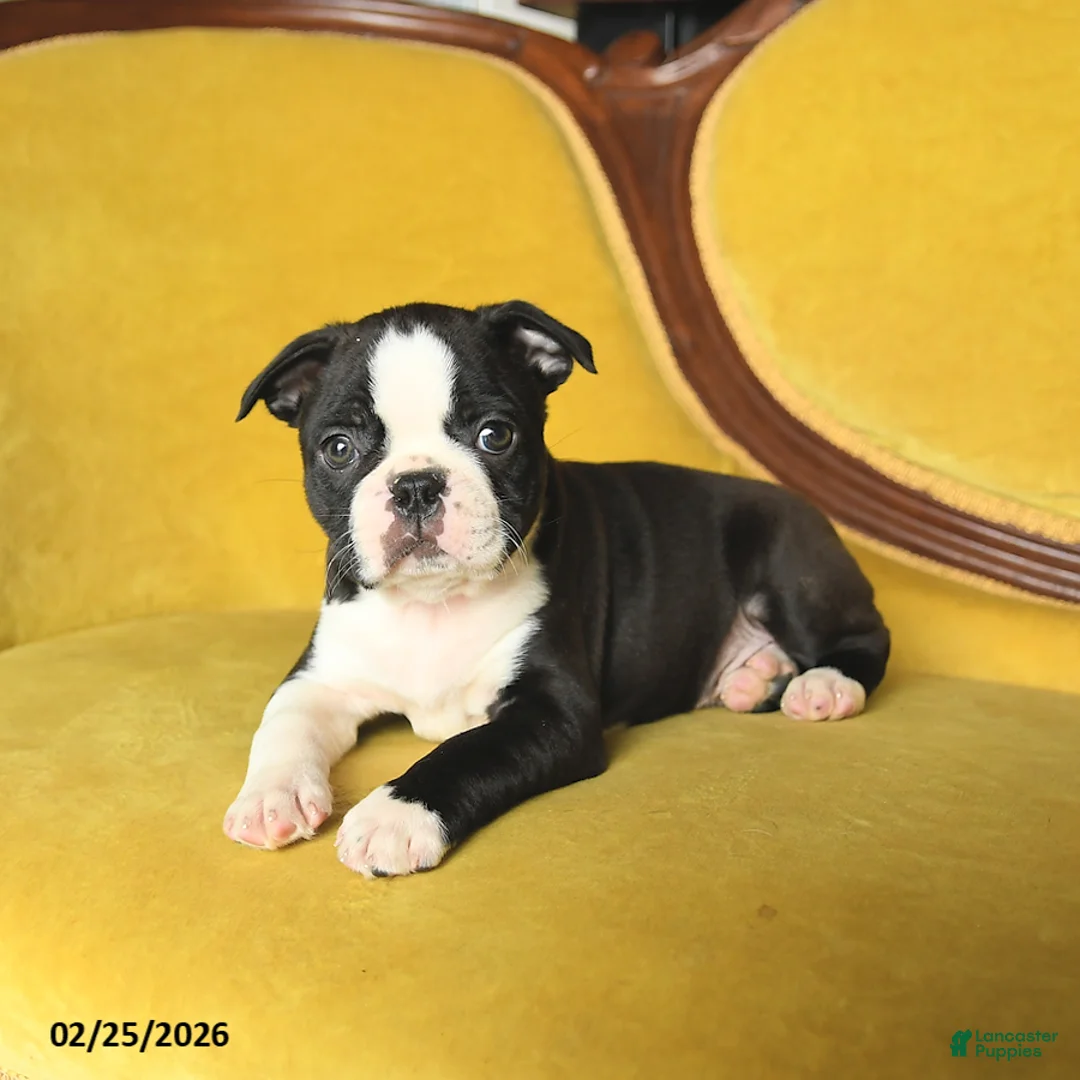 Boston Terrier dogs for sale: Shane - Ad 5