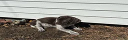 German Shorthaired Pointer dogs for sale: German Shorthaired Pointer Puppy 2 - Ad 9