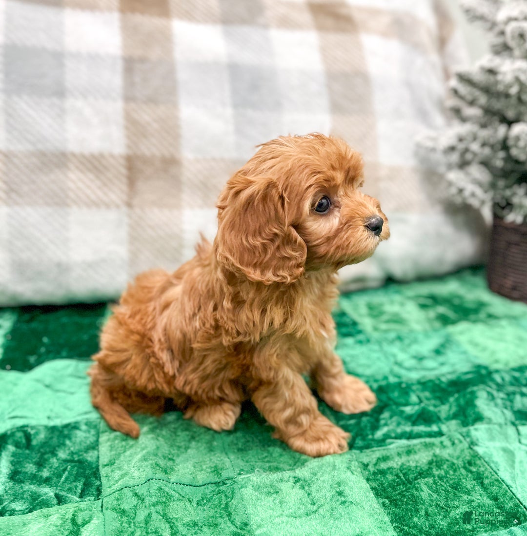 Cavapoo dogs for sale: Hennri - Ad 4