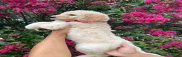 Goldendoodle dogs for sale: Lily - Ad 6