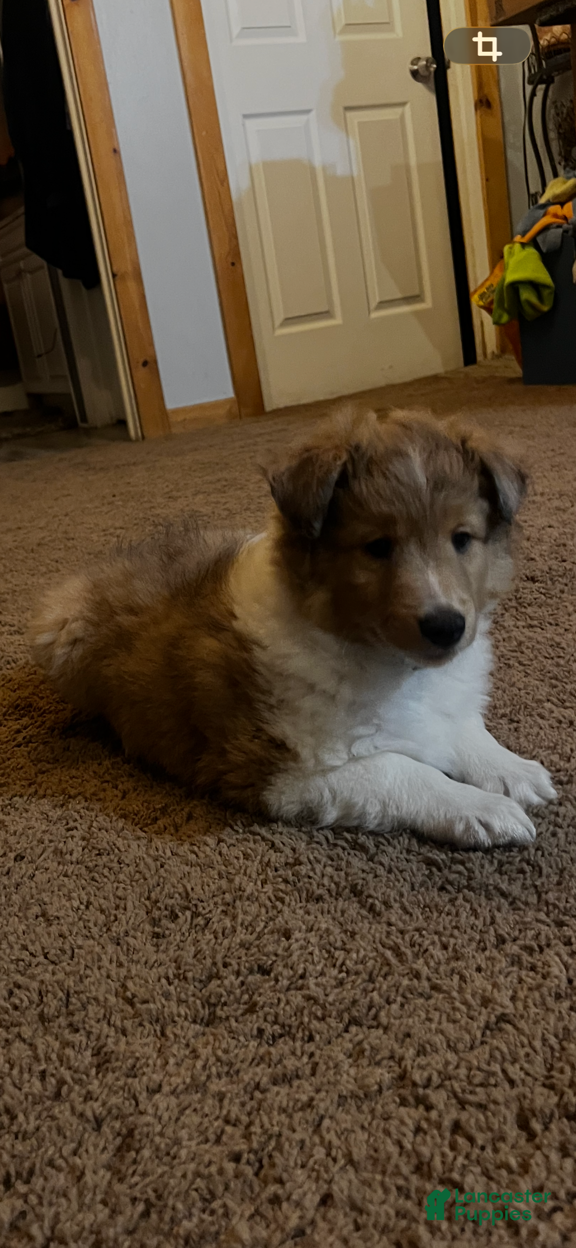 Shetland Sheepdog dogs Shetland Sheepdog Puppy 2 - Ad 15