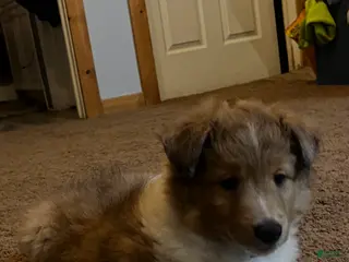 Shetland Sheepdog dogs Shetland Sheepdog Puppy 2 - Ad 15