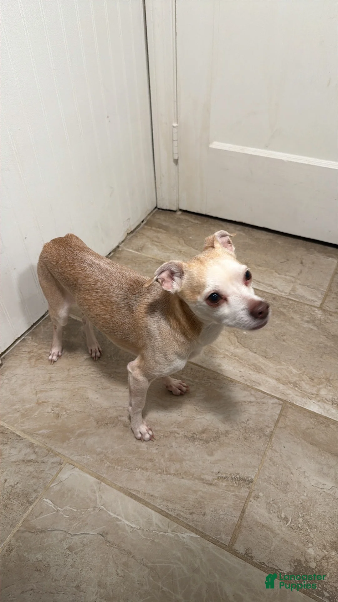 Chihuahua dogs for sale: Chihuahua Puppy 1 - Ad 2