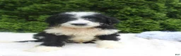 Bernedoodle dogs for sale: Jimmy - Ad 4