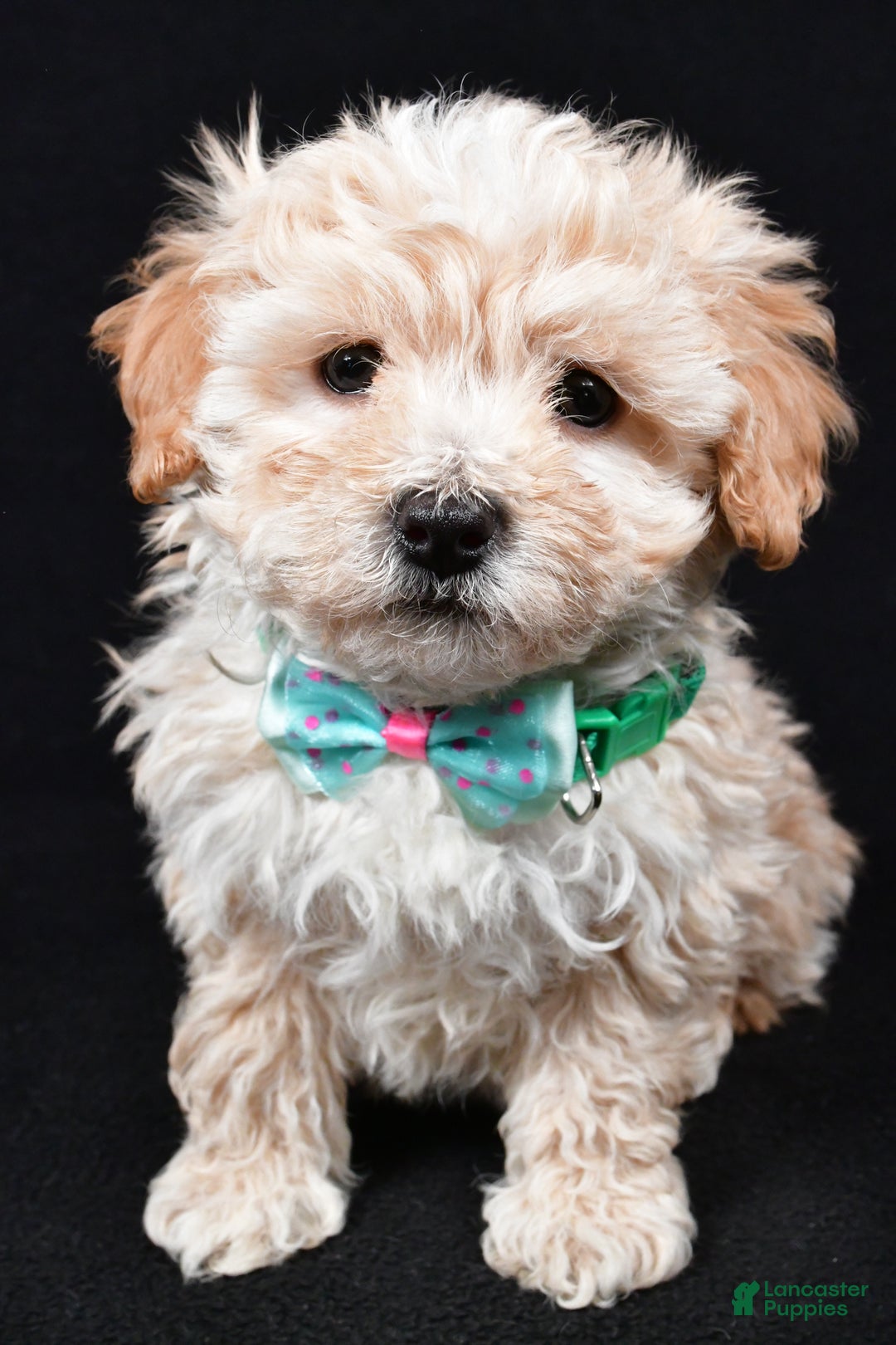 Maltipoo dogs for sale: Valor - Ad 5